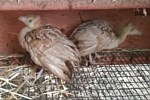 About Our Animals