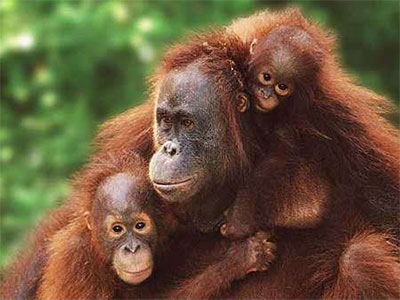Orangutan-Friendly Candy Without Palm Oil